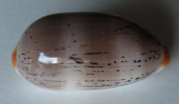 Cypraea isabella controversa  (Gray, 1824)